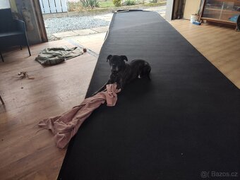 Koberce ruzne barvy,délky,šíře:černý,modrý,zelený - 6