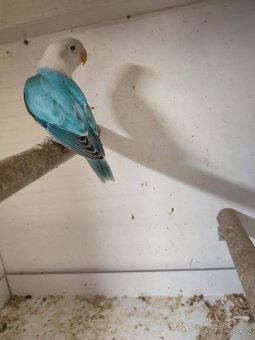 Agapornis ficheri - 6