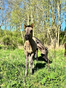 Grullo klisna American Quarter Horse v typu bull - 6