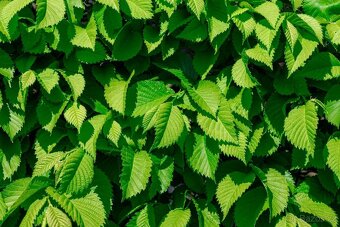 Kouzelný (zázračný) živý plot - Jilm sibiřský - 6