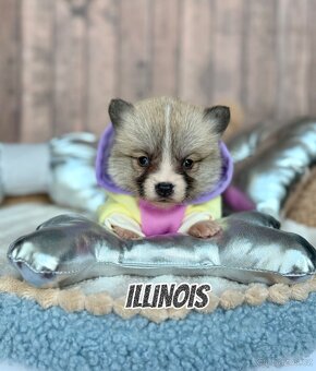 Welsh Corgi Pembroke - 6