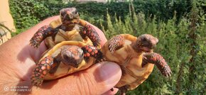 Želva uhliřská mláďata - 6