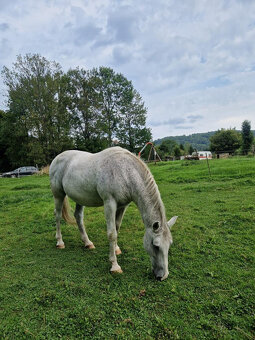 Lipický kůň na prodej - 6