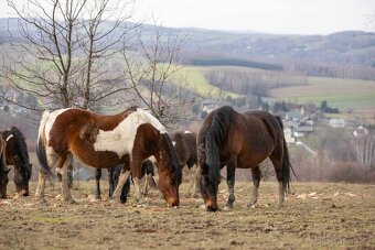 Huculská klisna, hucul, Tobiano, pony, malý kůň - 6