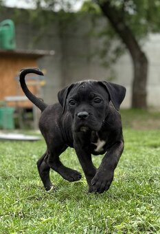 Cane corso s PP - 6