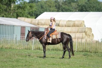 černá paint horse klisna - 6