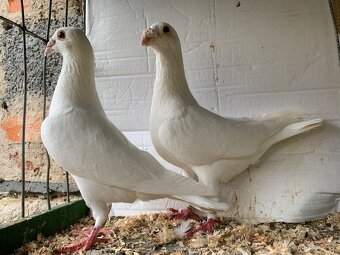 Poštovní holub bílý - 6