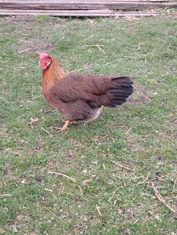 Leghorn,Vlaška koroptví a Australka velká - 6