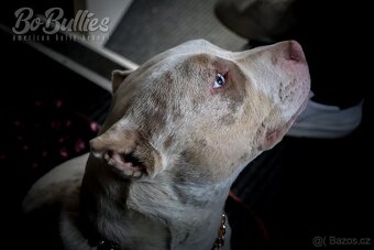 American bully pocket ABKC fenka na prodej - 6