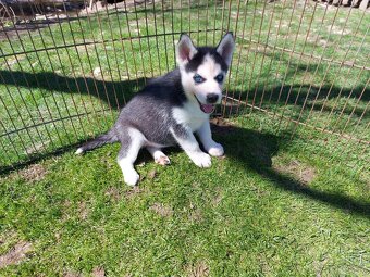 Sibiřsky husky / hasky - 6