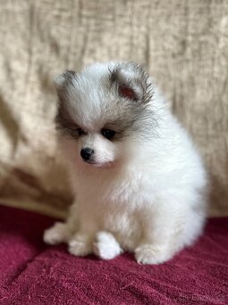 Pomeranian s PP - dva chlapečci v luxusní barvě - rarita - 6