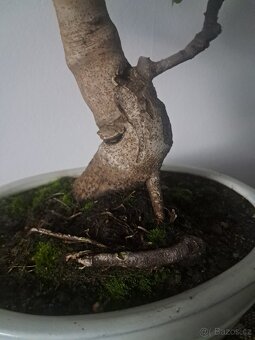 Bonsaj,bonsai Fikovnik smokvoň - 6