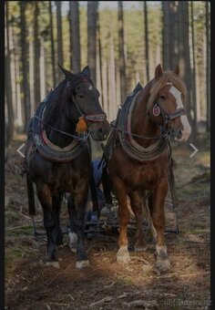 Slezský norik. - 6