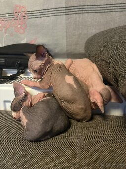 Kanadský Sphynx koťata - 6
