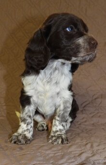 Německý křepelák - 6