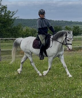 Prodám klisnu Welsh pony - 6