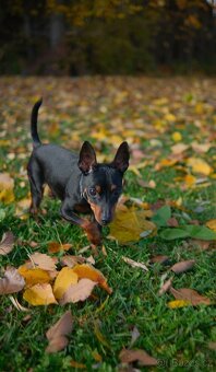 Trpasličí pinč (Miniatúrny pinč), pes s PP - 6