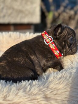 Francouzský buldoček - 6