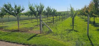 Švestkový sad 1842m (15,65x122,6) - 6