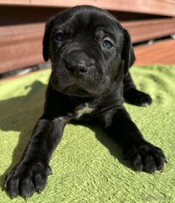 Výnimočné šteniatka americky bandog s rodokmenom k odberu - 6