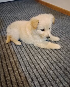 Zlatý retrívr/retriever - 6