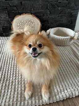 POMERANIAN - 6