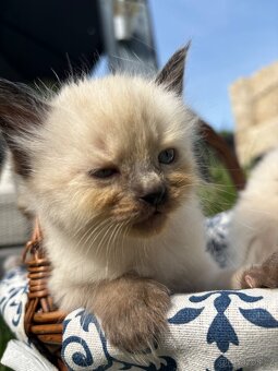 Ragdoll koťátka bez PP - 6