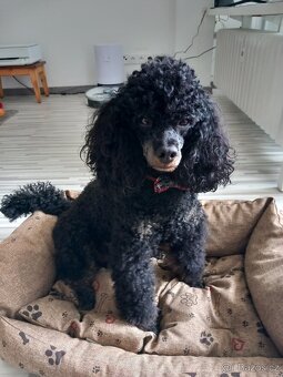 Krytí - nabidka- Pudl trpasličí - 6