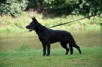 Německý ovčák s PP FCI - 6