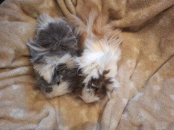 Morče - dvě krásné malé sestřičky - 6