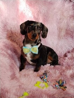 Jezevčík hladkosrstý trpasličí - 6