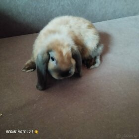 Zakrslý králíček - 6