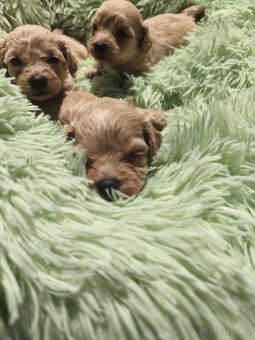 Maltipoo - 6