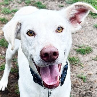 FREE K ADOPCI - přátelský, veselý, jemný mazel - 6