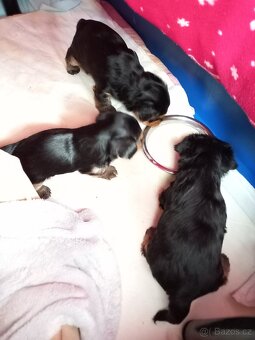 Štěňata yorkshire terier, jorkšír - 6