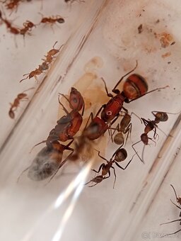 Mravenec nikobarský (Camponotus nicobarensis) - 6