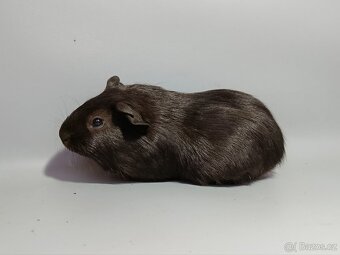 Cuy obří morče s VP/PP - 6