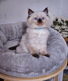 Ragdoll koťata s PP FIFe - 6