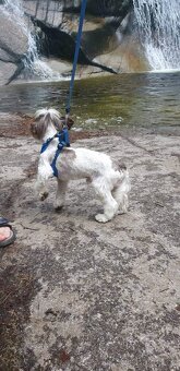 Jorkšírský teriér s PP - 6