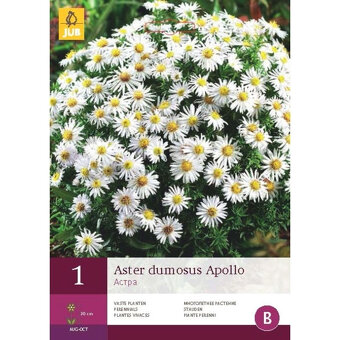 ASTRA trvalka podzimní:APOLLO bílá, 50-60cm,poštovné 79,- - 6