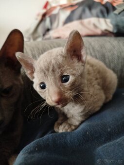 Cornish rex koťátka bez PP - 6