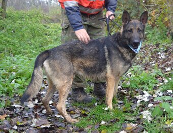 RENE K ADOPCI - 4 ROKY,KAMARÁDSKÝ,ZVĚDAVÝ,HRAVÝ - 6