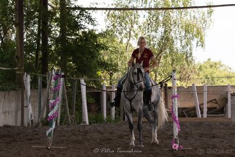 Lusitano - exkluzivní valach - 6