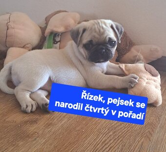 Mops - 6