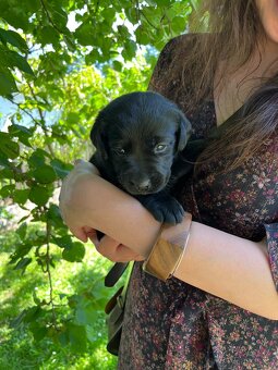 Štěňata labradora - 6