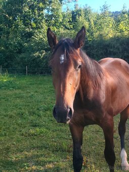 Mladý valach ČT - 6