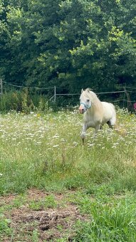 Hřebec Welsh mountain pony - 6