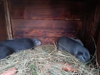 Cuy( obří) morče - 6