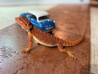 AGAMA VOUSATÁ SAMEČEK - 6