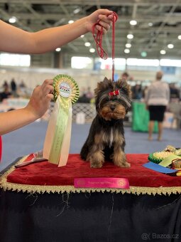 Yorkshire terrier, jorkšírsky terrier, york - 6